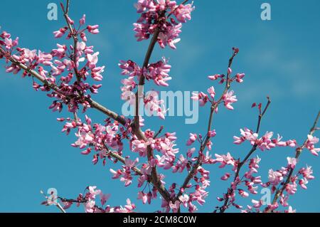 Fioritura primaverile su un pansy della foresta, Cercis canadiensis Foto Stock