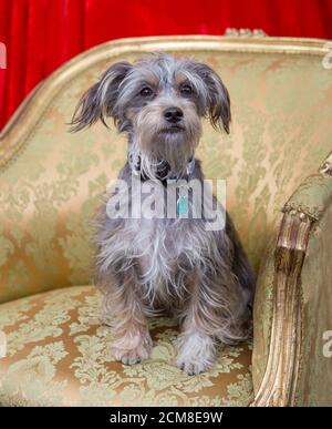 Cane da compagnia scruffy in posa per una foto Foto Stock