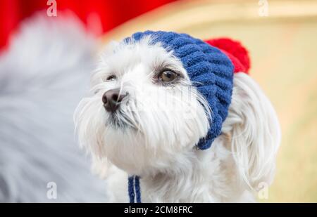 Cane scruffy che indossa un cappello lavorato a maglia Foto Stock