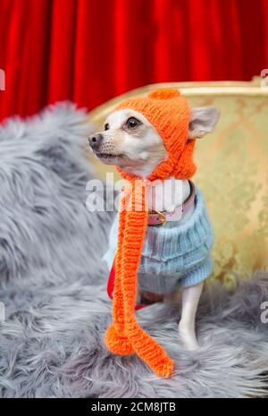 Animale domestico Chihuahua vestito in abiti invernali, Melbourne Foto Stock