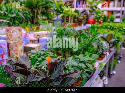 Primo piano della Clivia miniata arancio fiore. Il giardino è stato preso al mercato. Fiamma eterna Foto Stock