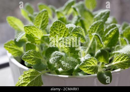 Salvia (sclarea di Salvia) le foglie verdi giovani crescono in una pentola bianca in ceramica Foto Stock