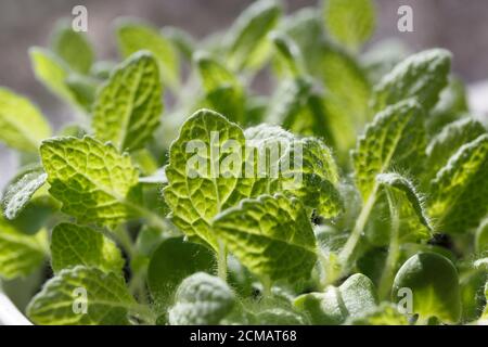 Salvia (sclarea di Salvia) le foglie verdi giovani crescono in un primo piano in una pentola alla luce del sole Foto Stock