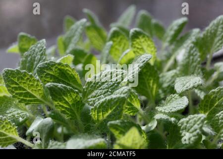 salvia (sclarea di Salvia) foglie verdi giovani alla luce del sole Foto Stock