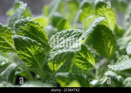 Salvia (sclarea di Salvia) foglie verdi giovani crescono in un primo piano pentola Foto Stock