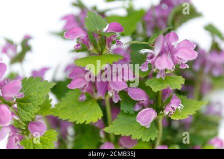 Purpureo di lamio. Fiori viola con foglie verdi su sfondo bianco Foto Stock