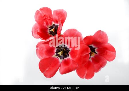 Grande tulipano rosso a fiori aperti. Primo piano dei petali rossi di un tulipano. Istilli e stami neri. Vista dall'alto Foto Stock