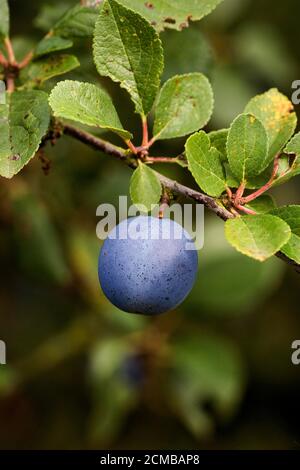 Quetsche Prugne, Prunus domestica, frutta sul ramo in Normandia Foto Stock