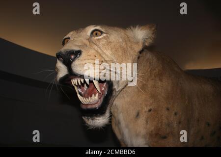 Scimitar Cat, homotherium siero, dai Denti a Sciabola Cat scomparso 10 000 anni fa, Museo Beringie in Canada Foto Stock