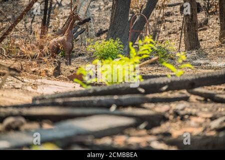 Bonny Doon, California, Stati Uniti. 16 Set 2020. Una visione generale della proprietà distrutta su Empire Grade dopo il complesso di Fulmine CZU che ha devastato le parti di Felton nella contea di Santa Cruz, California, Stati Uniti, giovedì 20 agosto 2020. Dall'inizio dell'anno, gli incendi boschivi hanno bruciato oltre 3.2 milioni di ettari in California. Dall'agosto 15, quando l'attività degli incendi della California è aumentata, ci sono stati 25 decessi e più di 4,200 strutture distrutte. Foto: Chris Tuite/ImageSPACE/MediaPunch Credit: Media Punch Inc/Alamy Live News/Alamy Live News Foto Stock