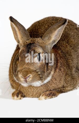 La Normandia il coniglio domestico, adulto contro uno sfondo bianco Foto Stock