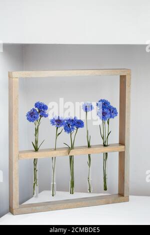 Cinque fiori di cornflower blu in un vasetto in una cornice di legno su grigio, semplice decorazione floreale Foto Stock