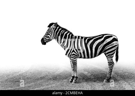 Immagine in scala di grigi di una zebra sulla strada con un sfondo bianco Foto Stock