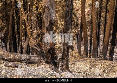 Bonny Doon, California, Stati Uniti. 16 Set 2020. Una vista generale degli alberi bruciati su Empire Grade dopo il complesso di Fulmine CZU che ha distrutto il fuoco attraverso parti di Felton nella contea di Santa Cruz, California, Stati Uniti, giovedì 20 agosto 2020. Dall'inizio dell'anno, gli incendi boschivi hanno bruciato oltre 3.2 milioni di ettari in California. Dall'agosto 15, quando l'attività degli incendi della California è aumentata, ci sono stati 25 decessi e più di 4,200 strutture distrutte. Foto: Chris Tuite/ImageSPACE/MediaPunch Credit: Media Punch Inc/Alamy Live News/Alamy Live News Foto Stock