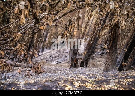 Bonny Doon, California, Stati Uniti. 16 Set 2020. Una vista generale degli alberi bruciati su Empire Grade dopo il complesso di Fulmine CZU che ha distrutto il fuoco attraverso parti di Felton nella contea di Santa Cruz, California, Stati Uniti, giovedì 20 agosto 2020. Dall'inizio dell'anno, gli incendi boschivi hanno bruciato oltre 3.2 milioni di ettari in California. Dall'agosto 15, quando l'attività degli incendi della California è aumentata, ci sono stati 25 decessi e più di 4,200 strutture distrutte. Foto: Chris Tuite/ImageSPACE/MediaPunch Credit: Media Punch Inc/Alamy Live News/Alamy Live News Foto Stock