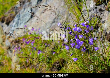 Prato Bellflower Campanula Cespitosa Prato estivo a Hemsedal, Viken, Norvegia. Foto Stock