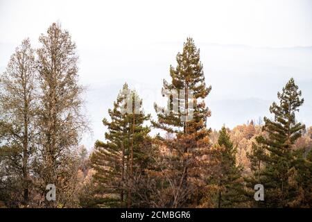 Bonny Doon, California, Stati Uniti. 16 Set 2020. Una vista generale degli alberi bruciati su Empire Grade dopo il complesso di Fulmine CZU che ha distrutto il fuoco attraverso parti di Felton nella contea di Santa Cruz, California, Stati Uniti, giovedì 20 agosto 2020. Dall'inizio dell'anno, gli incendi boschivi hanno bruciato oltre 3.2 milioni di ettari in California. Dall'agosto 15, quando l'attività degli incendi della California è aumentata, ci sono stati 25 decessi e più di 4,200 strutture distrutte. Foto: Chris Tuite/ImageSPACE/MediaPunch Credit: Media Punch Inc/Alamy Live News/Alamy Live News Foto Stock