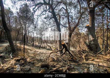 Bonny Doon, California, Stati Uniti. 16 Set 2020. Una visione generale della proprietà distrutta su Empire Grade dopo il complesso di Fulmine CZU che ha devastato le parti di Felton nella contea di Santa Cruz, California, Stati Uniti, giovedì 20 agosto 2020. Dall'inizio dell'anno, gli incendi boschivi hanno bruciato oltre 3.2 milioni di ettari in California. Dall'agosto 15, quando l'attività degli incendi della California è aumentata, ci sono stati 25 decessi e più di 4,200 strutture distrutte. Foto: Chris Tuite/ImageSPACE/MediaPunch Credit: Media Punch Inc/Alamy Live News/Alamy Live News Foto Stock