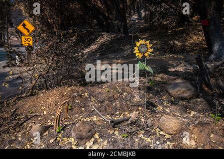 Bonny Doon, California, Stati Uniti. 16 Set 2020. Una visione generale della proprietà distrutta su Empire Grade dopo il complesso di Fulmine CZU che ha devastato le parti di Felton nella contea di Santa Cruz, California, Stati Uniti, giovedì 20 agosto 2020. Dall'inizio dell'anno, gli incendi boschivi hanno bruciato oltre 3.2 milioni di ettari in California. Dall'agosto 15, quando l'attività degli incendi della California è aumentata, ci sono stati 25 decessi e più di 4,200 strutture distrutte. Foto: Chris Tuite/ImageSPACE/MediaPunch Credit: Media Punch Inc/Alamy Live News/Alamy Live News Foto Stock