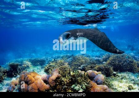 Manta Ray Foto Stock