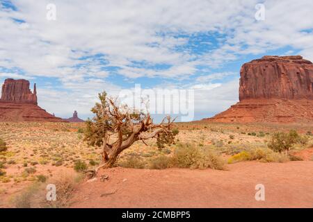 Monument Valley Utah gnarley litte tree in primo piano tra due affioramenti rocciosi nel deserto con nuvole bianche sopra. Foto Stock