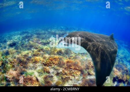 Manta Ray Foto Stock