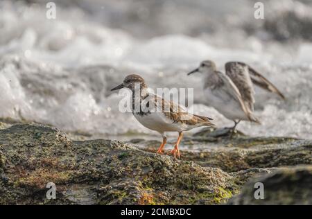 Ruddy Turnstone Bird (Arenaria interpres) in un piumaggio non-riproduttore su una spiaggia rocciosa, Andalucia, Spagna. Foto Stock