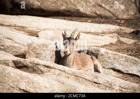 Stambecco occante spagnolo occidentale chiamato anche Gredos ibex (Capra pyrenaica victoriae) poggiante su una roccia. È una capra vulnerabile endemica alla Spagna A. Foto Stock