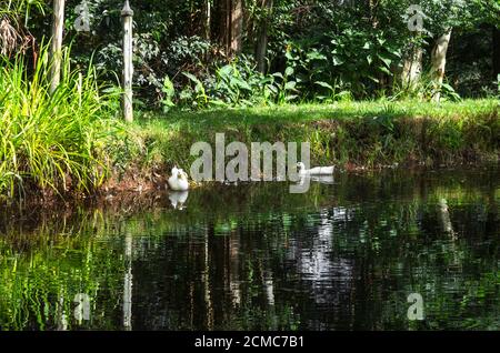 Vista di un lago con due anatre bianche che nuotano in acqua, Città del Capo, Sud Africa Foto Stock