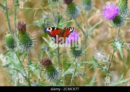 Bella farfalla rossa su un cardo fiorito rosa. Aglais io, farfalla di pavone. Foto Stock