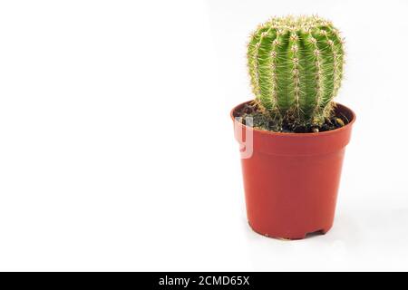 mini pianta di cactus in pentola marrone piccola con sfondo bianco. copia spazio Foto Stock