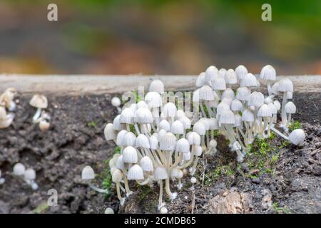 il fungo di diffusione del coprinellus, conosciuto anche come inkcap della fata, che cresce dal fungo su un gradino di legno. Inghilterra, Regno Unito Foto Stock