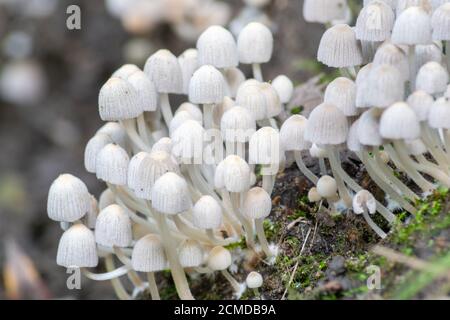 il fungo di diffusione del coprinellus, conosciuto anche come inkcap della fata, che cresce dal fungo su un gradino di legno. Inghilterra, Regno Unito Foto Stock
