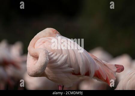 Un grande Flamingo riposato al sole del pomeriggio, in piedi su una gamba a Slimbridge WWT, Gloucestershire, Regno Unito. Foto Stock
