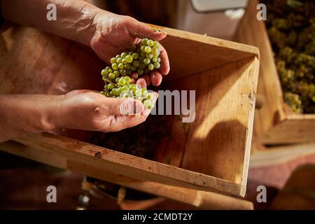 Uve bianche nelle mani di un'azienda vinicola Foto Stock