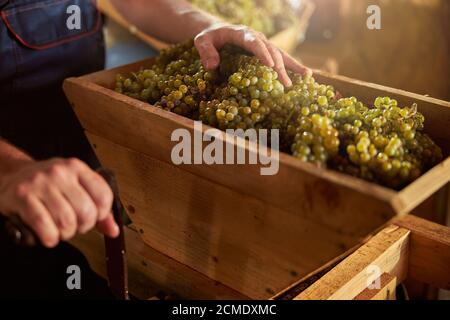 Vinificatore che trita uve mature in una macchina di legno Foto Stock