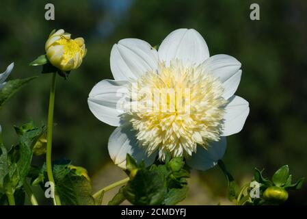 White Dahlia varietà Platinum Blonde fiorire in un giardino Foto Stock