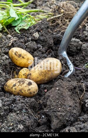 Scavare un raccolto di patate Charlotte (Solanum tuberosum) in un terreno vegetale. REGNO UNITO. Foto Stock