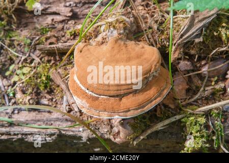 Ganderma applanatum (Flacher Lackporling) im Berwerkswald, Grossen-Linden, Hessen, Deutschland Foto Stock