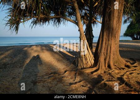 Un mangrovie e un albero visto in calda, luce del mattino presto su una vuota Bang Tao Beach Beach, Phuket, Thailandia Foto Stock