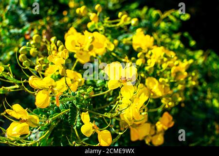 Stagione fiorente di Caesalpinia pulcherrima gialla nei tropici. Barbados Pride ramo, fiori gialli. Foto Stock