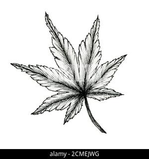 disegno di foglia di inchiostro nero di cannabis isolato su bianco, disegno di linea di una foglia, illustrazione botanica disegnata a mano, disegno di foglia nera Foto Stock