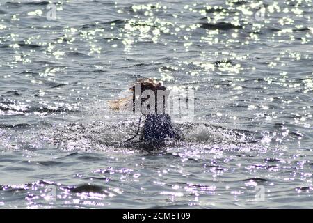 Nuotatore che rompe la superficie 1 Foto Stock