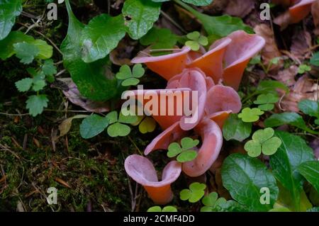 Rosa hirneola auricula-judae o Auricularia - fungo, noto anche come orecchio di ebreo, gelatina di legno tra piante verdi Foto Stock