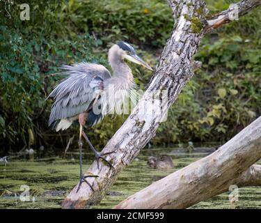 Un grande Erone Blu (Ardea herodias) in piedi su un grande tronco in acqua stagno guardando diseveled Foto Stock