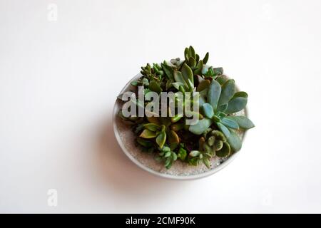 Terrarium succulente in ceramica isolato su fondo bianco Foto Stock