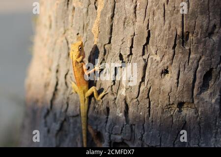 Giallo brillante asia giardino lucertola Calotes versicolor crestato su albero con sfondo blu a in plam Foto Stock