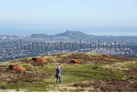 Edimburgo, Scozia, Regno Unito. 17 settembre 2020. Mucche delle Highland godendo il sole nel Parco Regionale di Pentland Hills in una giornata limpida con cielo blu. Vista della città di Edimburgo e Arthur's Seat. Credit: Craig Brown/Alamy Live News Foto Stock