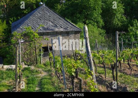 Bella e antica casa vinicola circondata da colline di vigneti. I campi di uva vicino a Würzburg, Germania Foto Stock