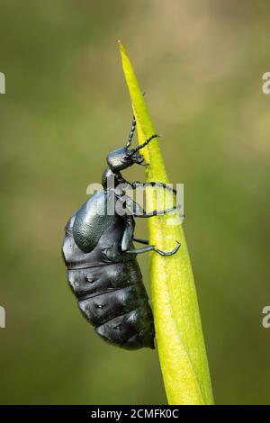 Violet Oil Beetle (Meloe violaceus), Uplyme, Devon, Regno Unito Foto Stock